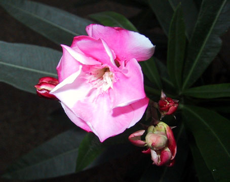 b0057679_8413777.jpg