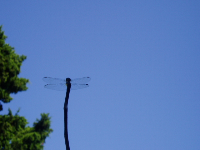 c0037103_12142146.jpg