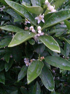 e0026017_21186.jpg