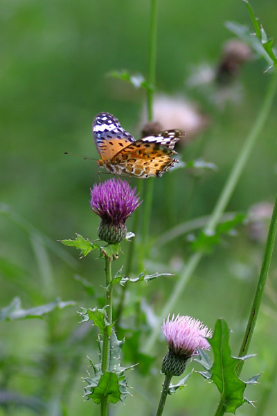 e0025930_20165962.jpg