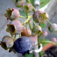 d0029958_2035890.jpg