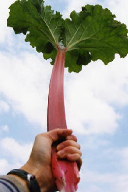 e0006759_3102719.jpg