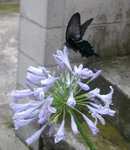 b0069169_171124.jpg
