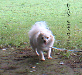 c0012571_13423764.gif