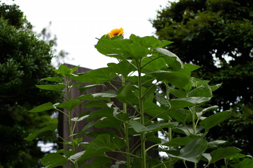 b0053019_23520100.jpg