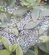 b0061261_13162323.jpg