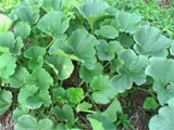 d0054293_23355293.jpg