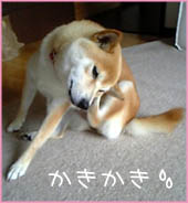 c0060620_3514997.jpg