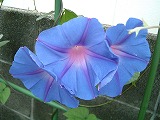 c0020653_22532744.jpg