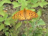 c0020653_22544541.jpg