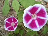 c0020653_2254860.jpg