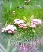 b0061261_16265268.jpg
