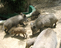 e0023086_6252946.jpg