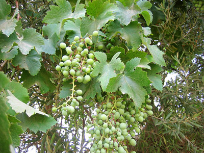 e0023086_6411552.jpg