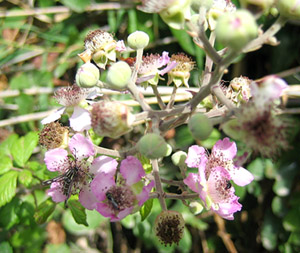 e0023086_642473.jpg