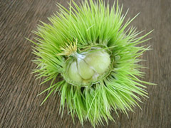 e0023086_6501261.jpg