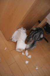 b0018112_19533286.gif