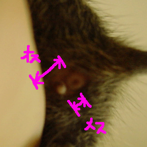 c0005835_16205482.gif