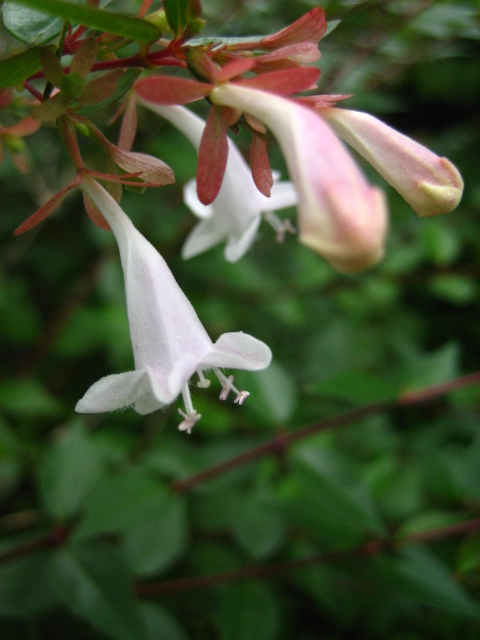 e0009147_1746692.jpg