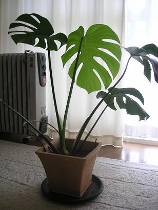 e0022948_213121.jpg