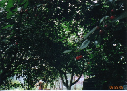 b0000509_114322.jpg