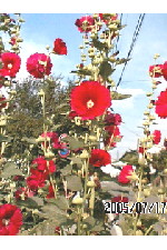 c0011446_1883425.jpg