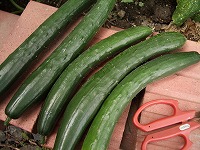 c0045882_21452564.jpg