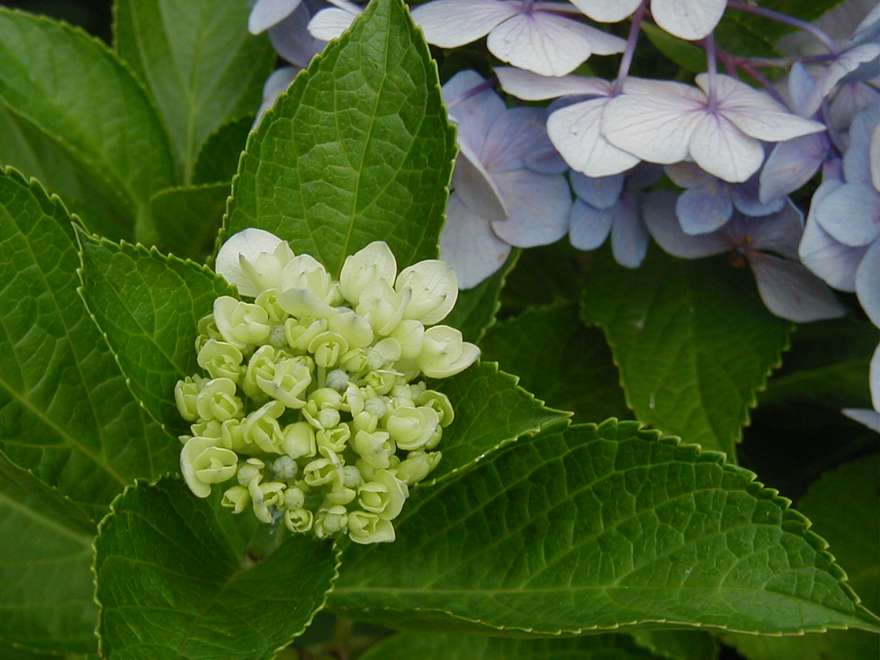 a0013236_1145773.jpg