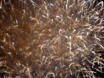c0031839_16334137.jpg