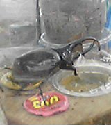 b0061261_17544661.jpg