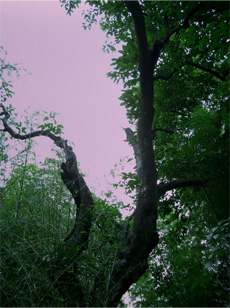 d0051963_2016364.jpg
