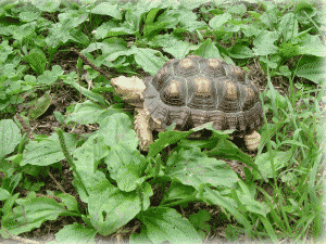 b0055276_1017100.gif