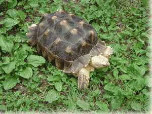 b0055276_102556.gif