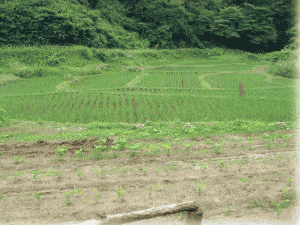 b0055276_104677.gif