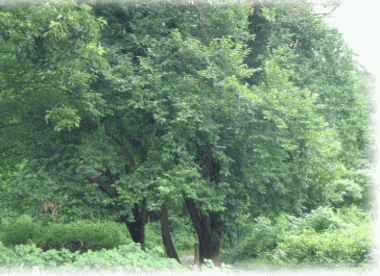 b0055276_134844.gif