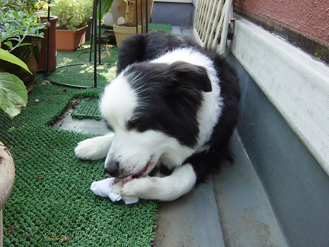 e0028401_061665.jpg
