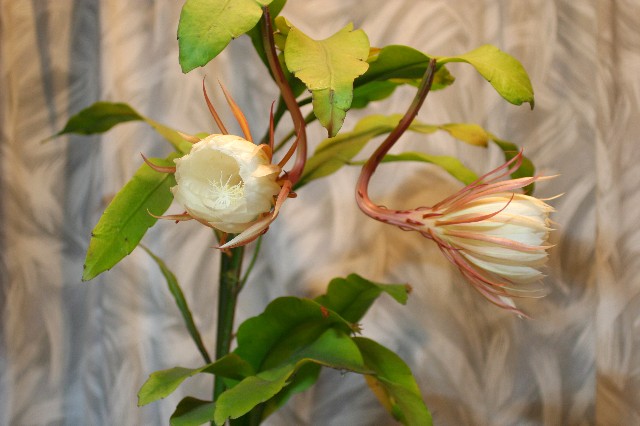 a0004023_7153746.jpg