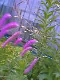 a0020929_2039522.jpg