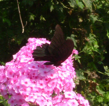 b0058229_1031595.jpg