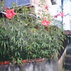 b0039246_19392497.jpg