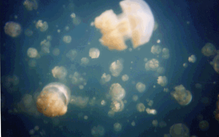 d0063550_18205247.gif