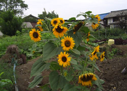 d0000995_18385971.jpg