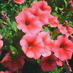 c0050522_22404910.jpg