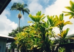 d0035269_0115438.jpg