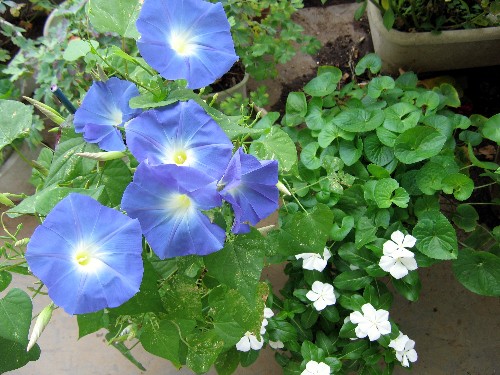 c0033541_5391797.jpg