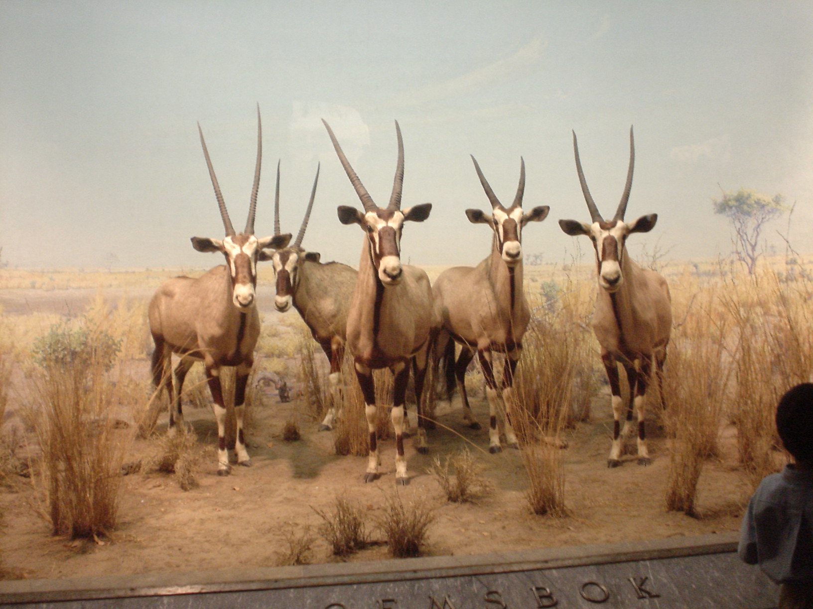 c0062495_11336.jpg