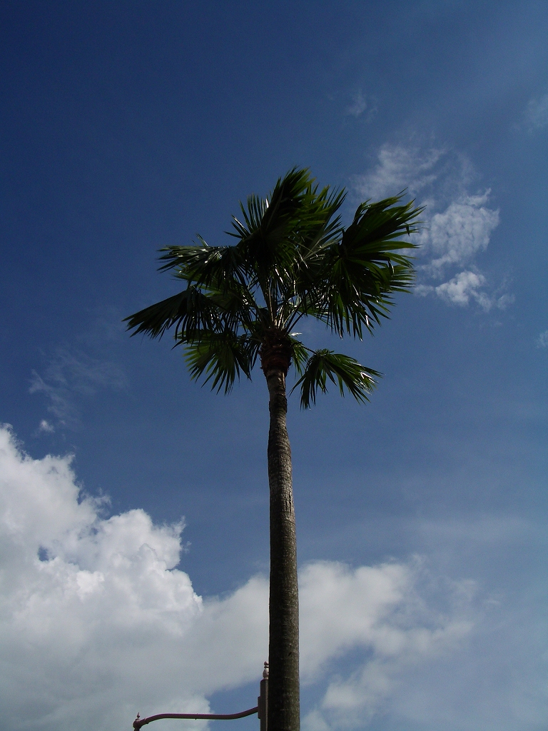 d0066031_20321027.jpg