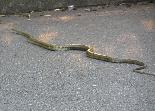 e0008800_1659784.jpg