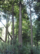 e0025025_2335924.jpg
