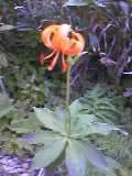 a0020929_20593951.jpg